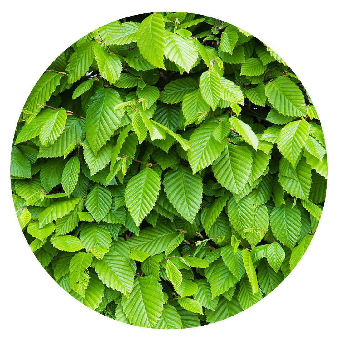 global_environment_day_GED