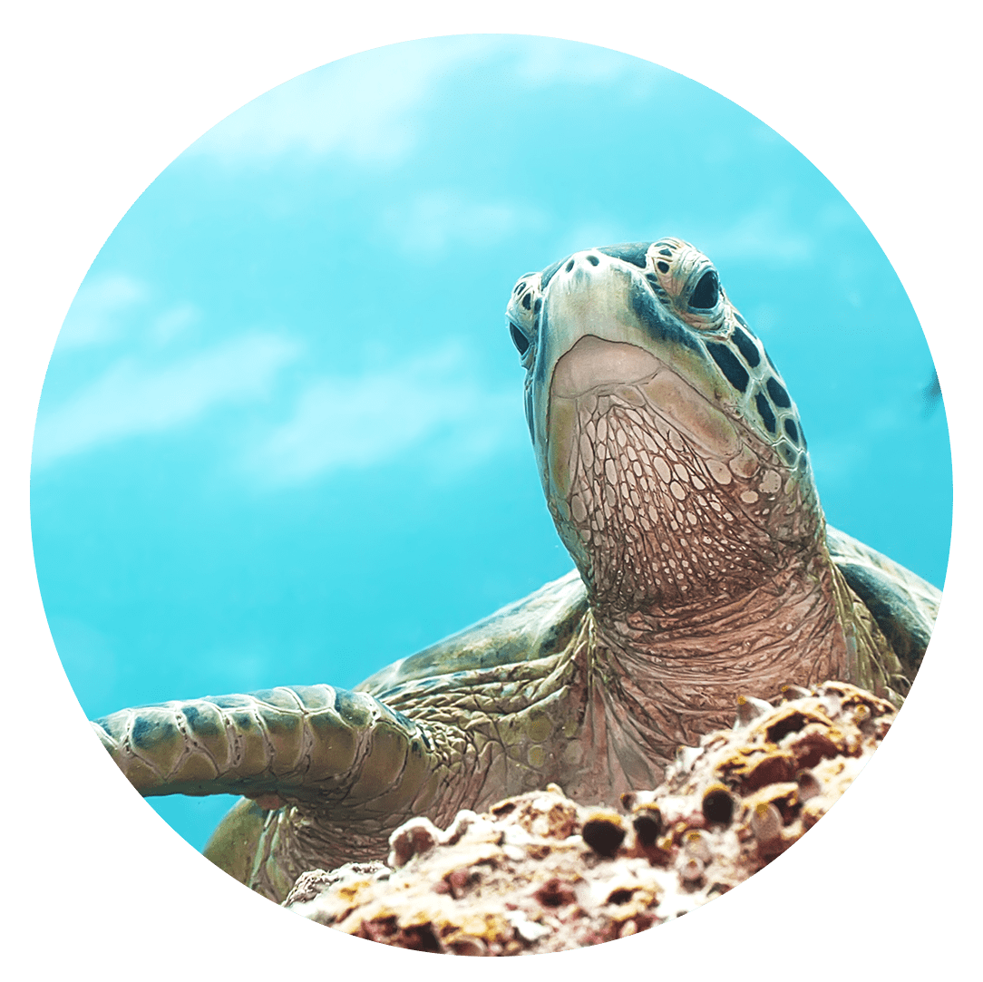 world_turtle_day