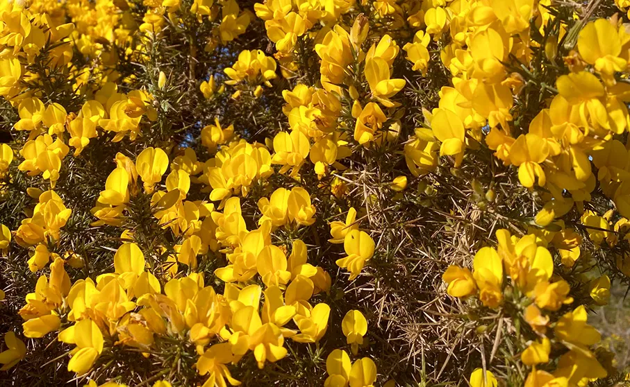 A photo of yellow gorse flowers taken on Dartmoor, UK